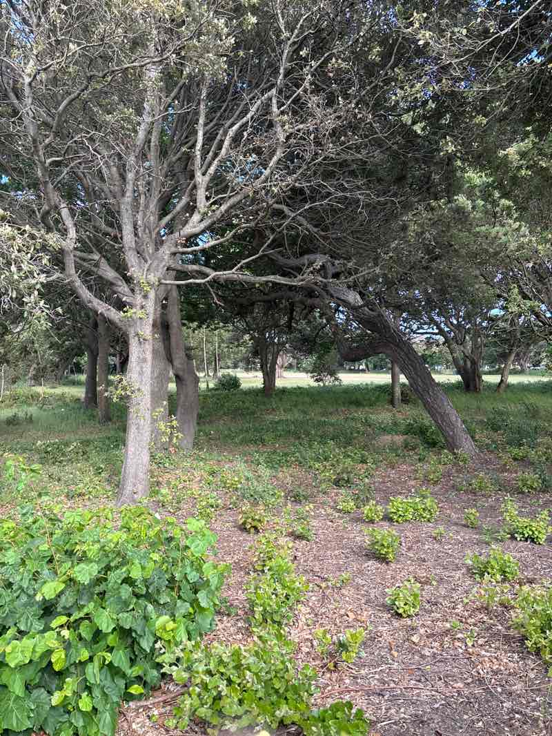 walking near me in Ellenborough Park in summer