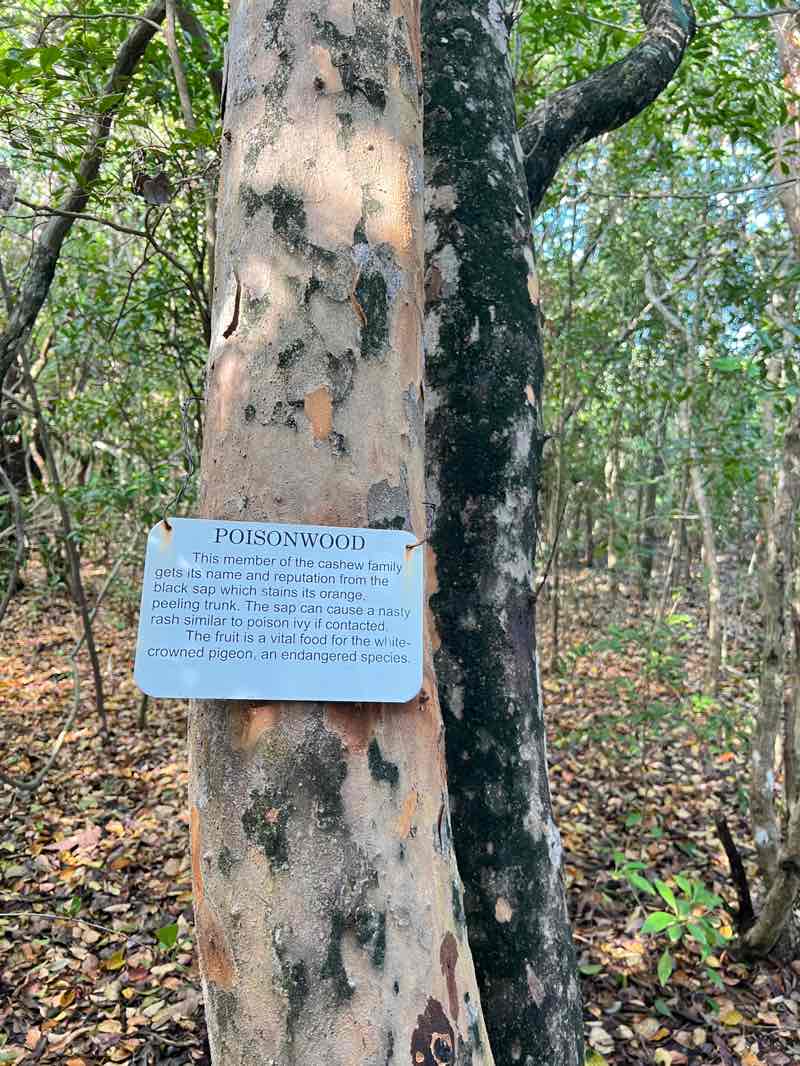 walking near me in Windley Key Fossil Reef Geological State Park in spring