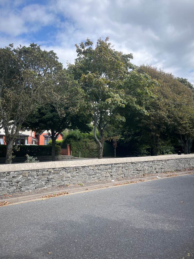 walking near me in Plascrug Avenue in autumn