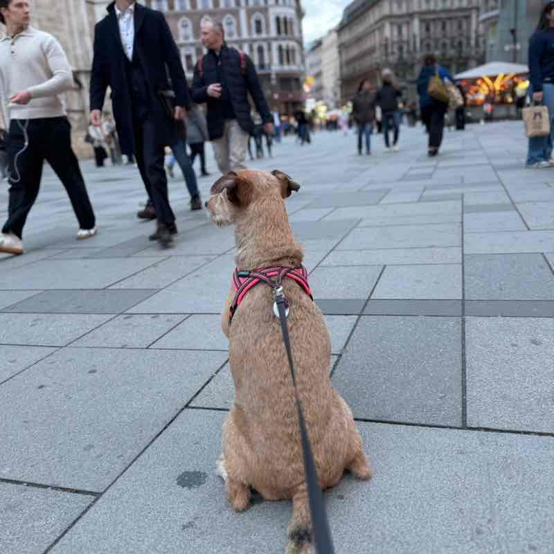 Ukraine 🇺🇦 Steps & Running Кирилл post image