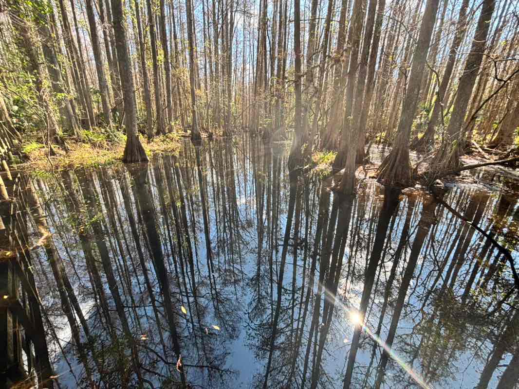 walking near me in Highlands Hammock State Park in winter