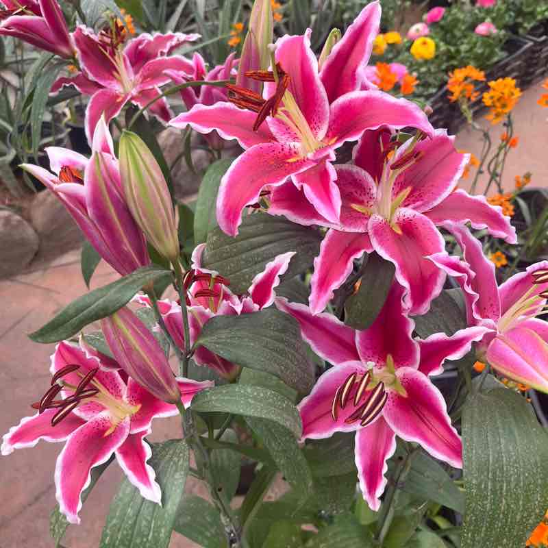 维吉尼亚今年见 post 1