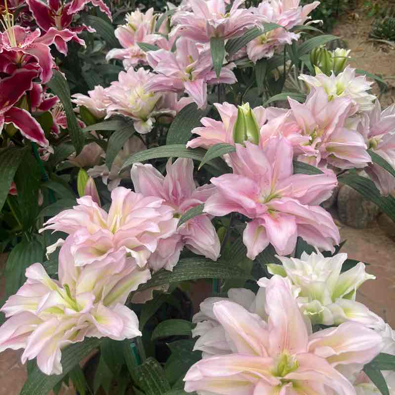 维吉尼亚今年见 post 3