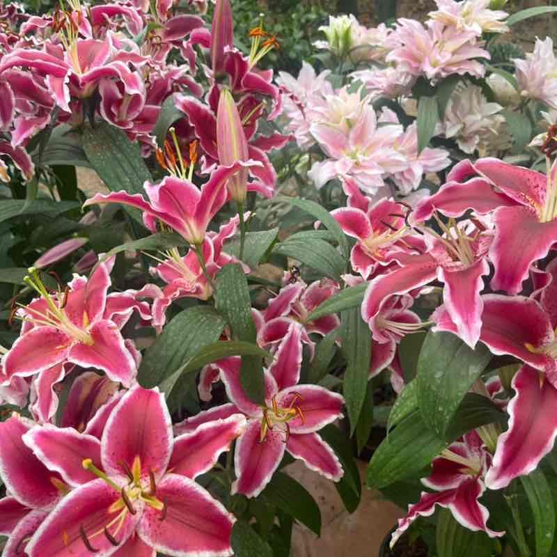 维吉尼亚今年见 post 2