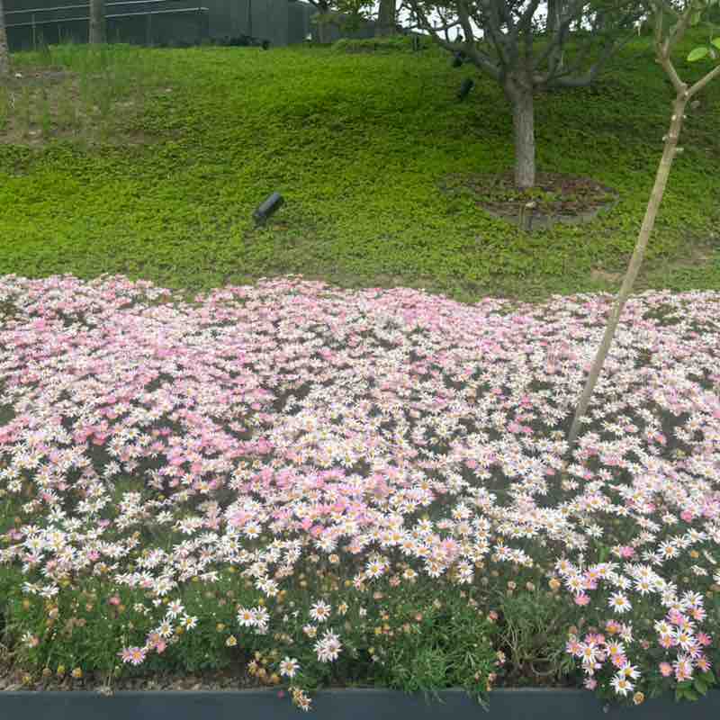 维吉尼亚今年见 post 2