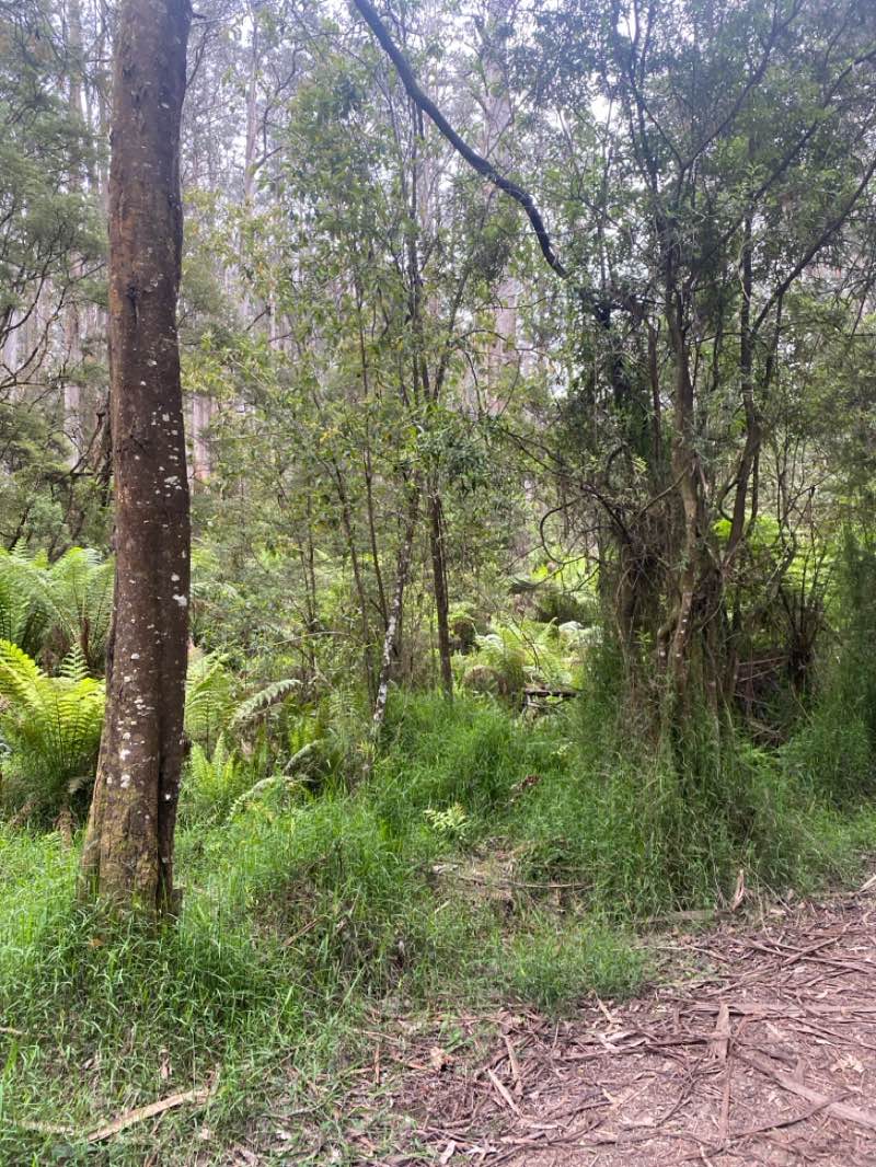 walking near me in Dandenong Ranges National Park in spring