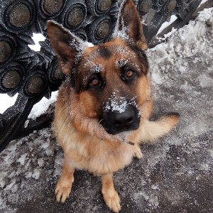 Vahagn Nikoghosyan icon