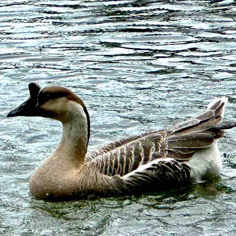 Ronelle Joy 🌈🤗🏝🌺🌊😎🤙🏼 post 3