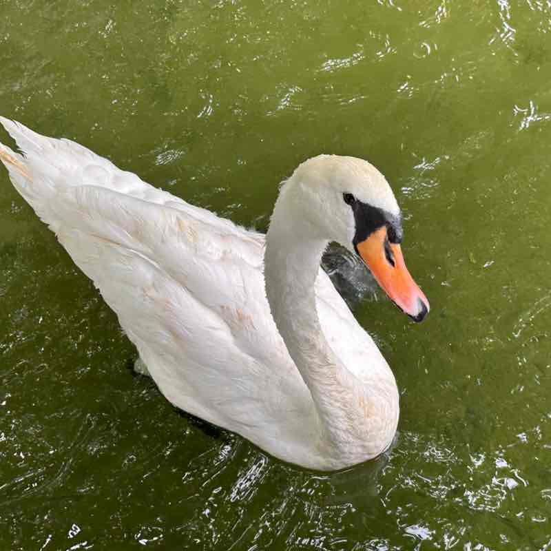 Ronelle Joy 🌈🤗🏝🌺🌊😎🤙🏼 post 2