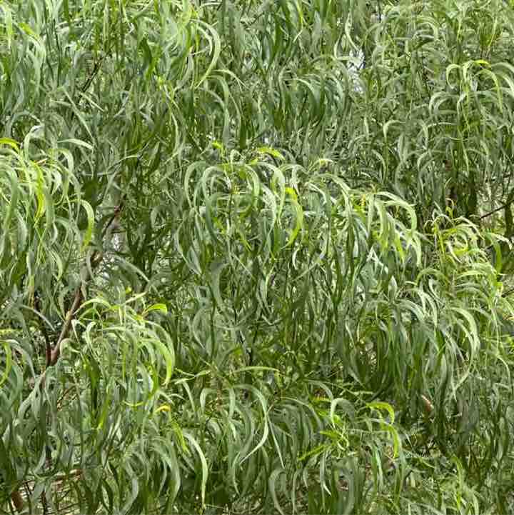 Ronelle Joy 🌈🤗🏝🌺🌊😎🤙🏼 post 3