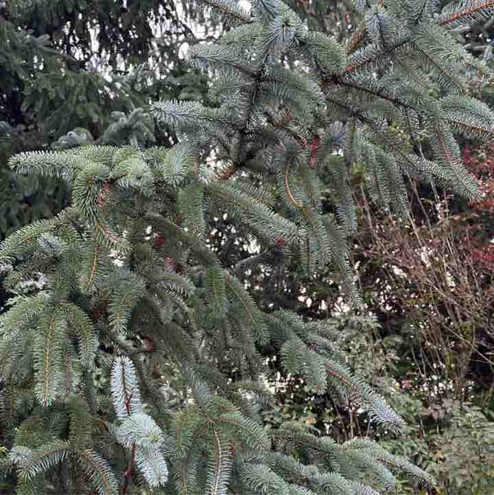 Ronelle Joy 🌈🤗🏝🌺🌊😎🤙🏼 post 2