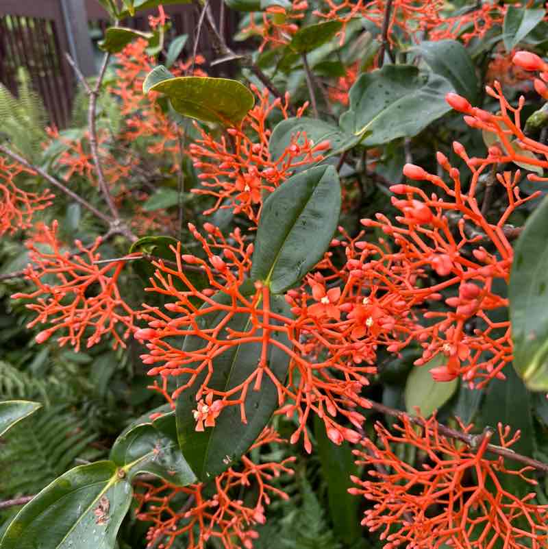 Ronelle Joy 🌈🤗🏝🌺🌊😎🤙🏼 post 2