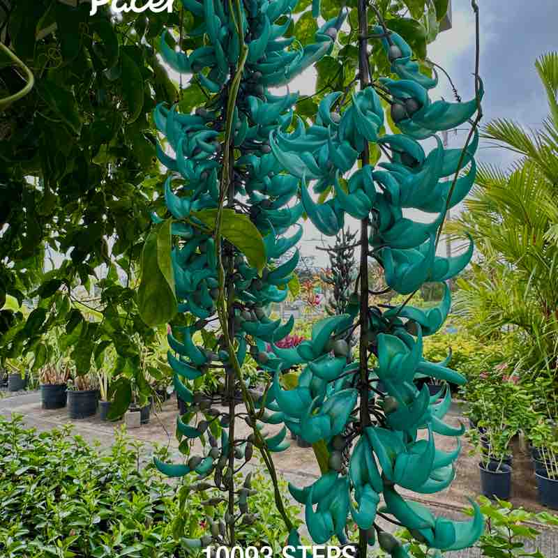 Ronelle Joy 🌈🤗🏝🌺🌊😎🤙🏼 post 1