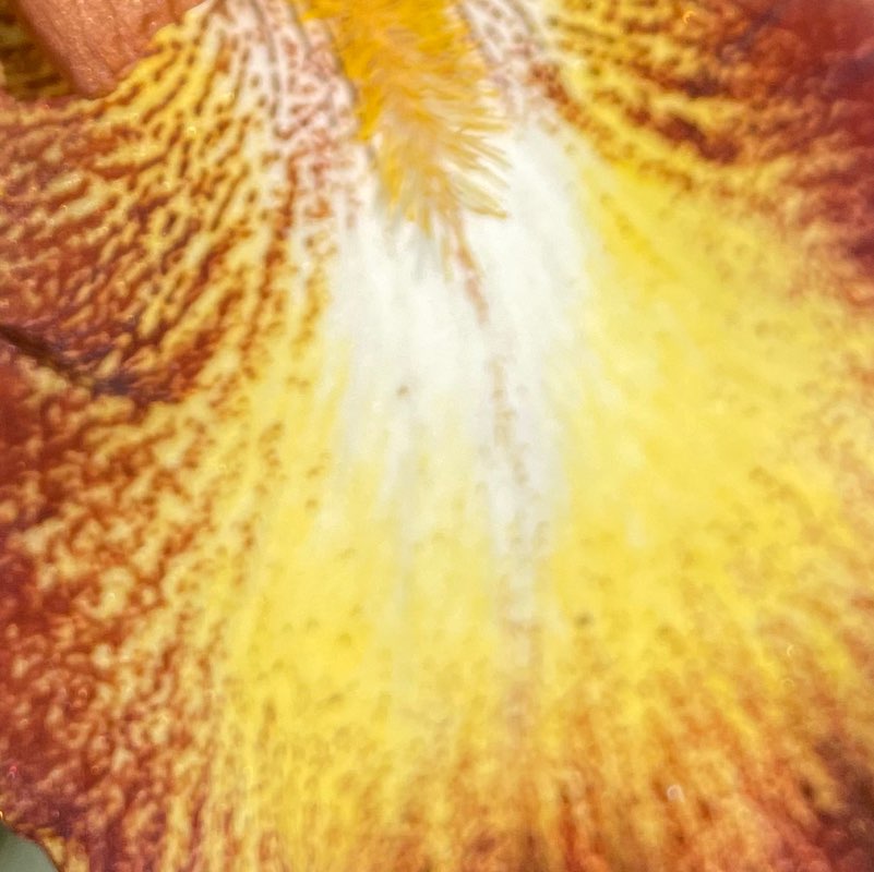 Alain profile