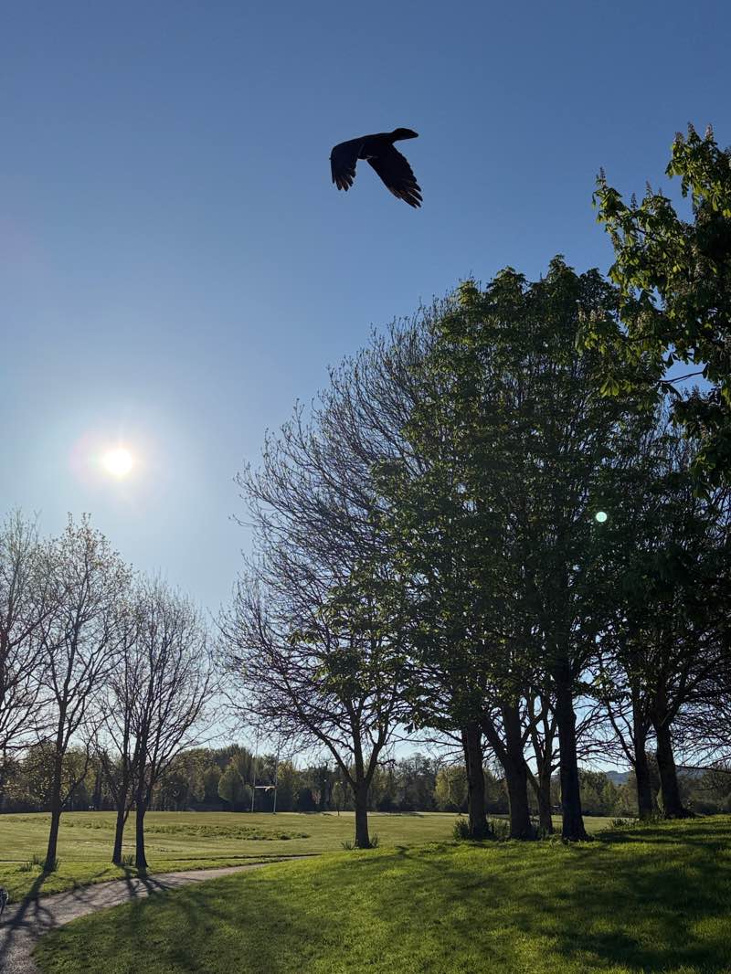 walking near me in Rathcoole Park in spring