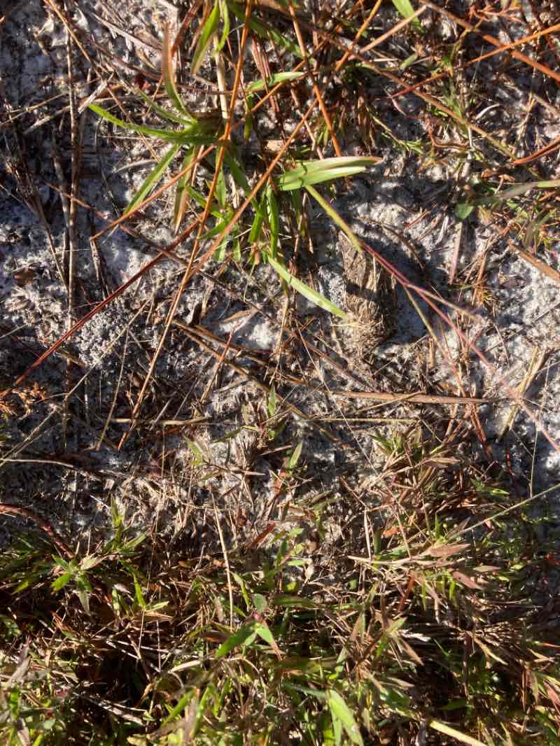 walking near me in Wiregrass Prairie Preserve in winter