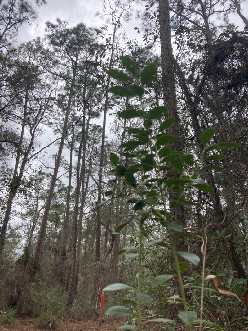walking near me in Deep Creek Preserve in winter