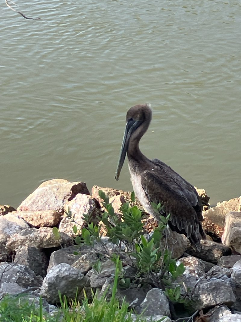 walking near me in Buena Vista Park in summer
