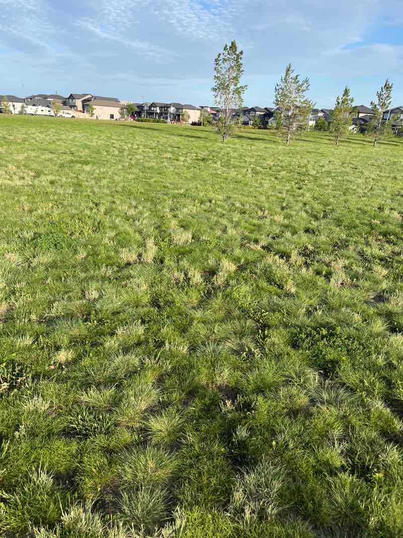 walking near me in Richards Park in autumn