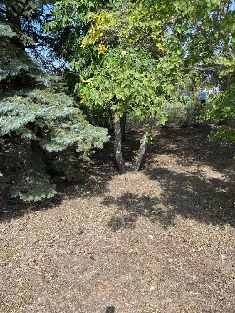 walking near me in Umeå Vast Park in autumn