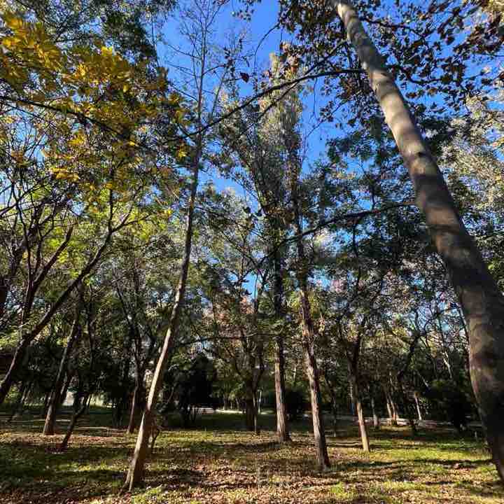 Farida_saturn post 2