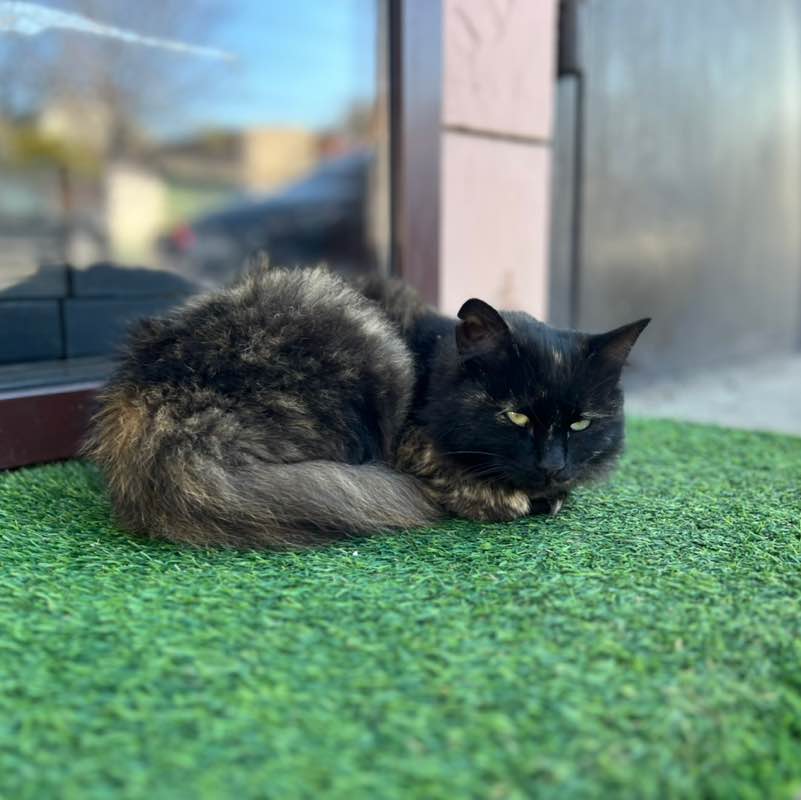 Farida_saturn post 3