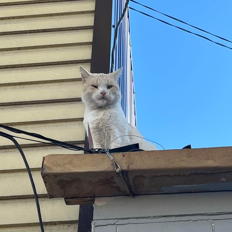 Farida_saturn post 2