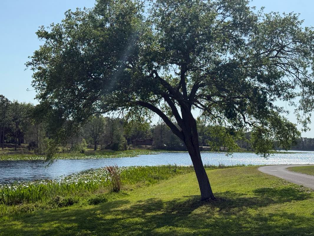 walking near me in Ridgecrest Park in spring