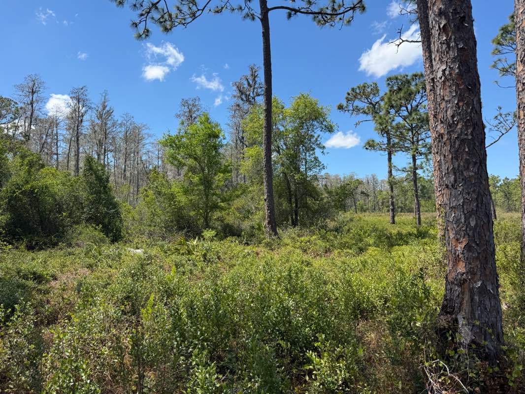 walking near me in J. B. Starkey Wilderness Park in spring