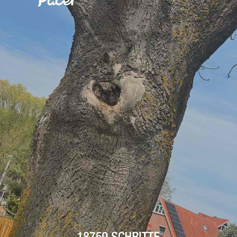 schmentzel post 1