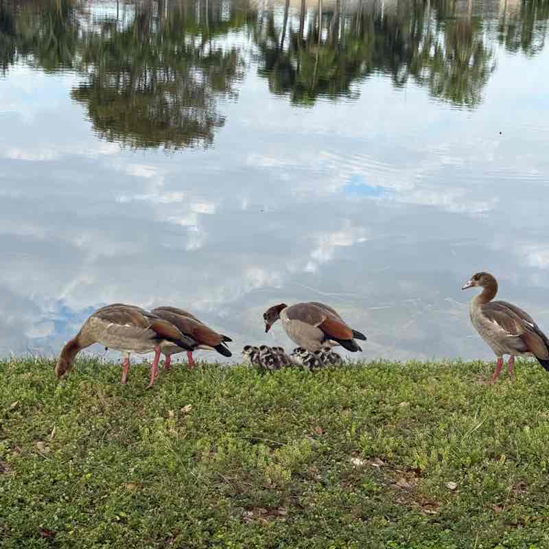 DCF Steps Bonnita post image