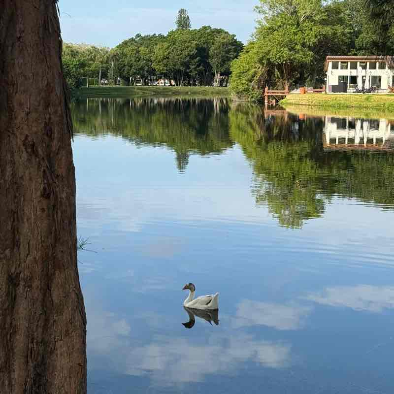 DCF Steps Bonnita post image