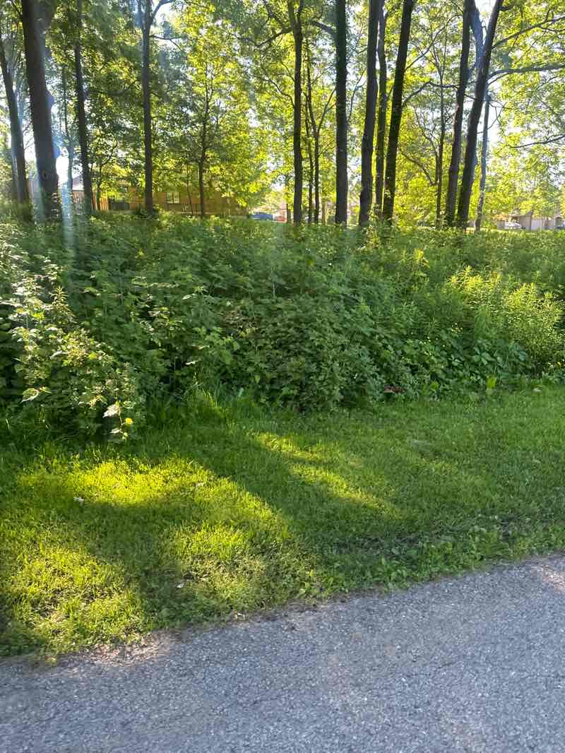 walking near me in William Schwenger Park in summer
