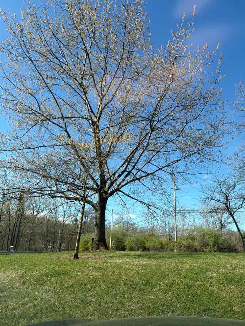 walking near me in Cedar Hollow Road Park in spring