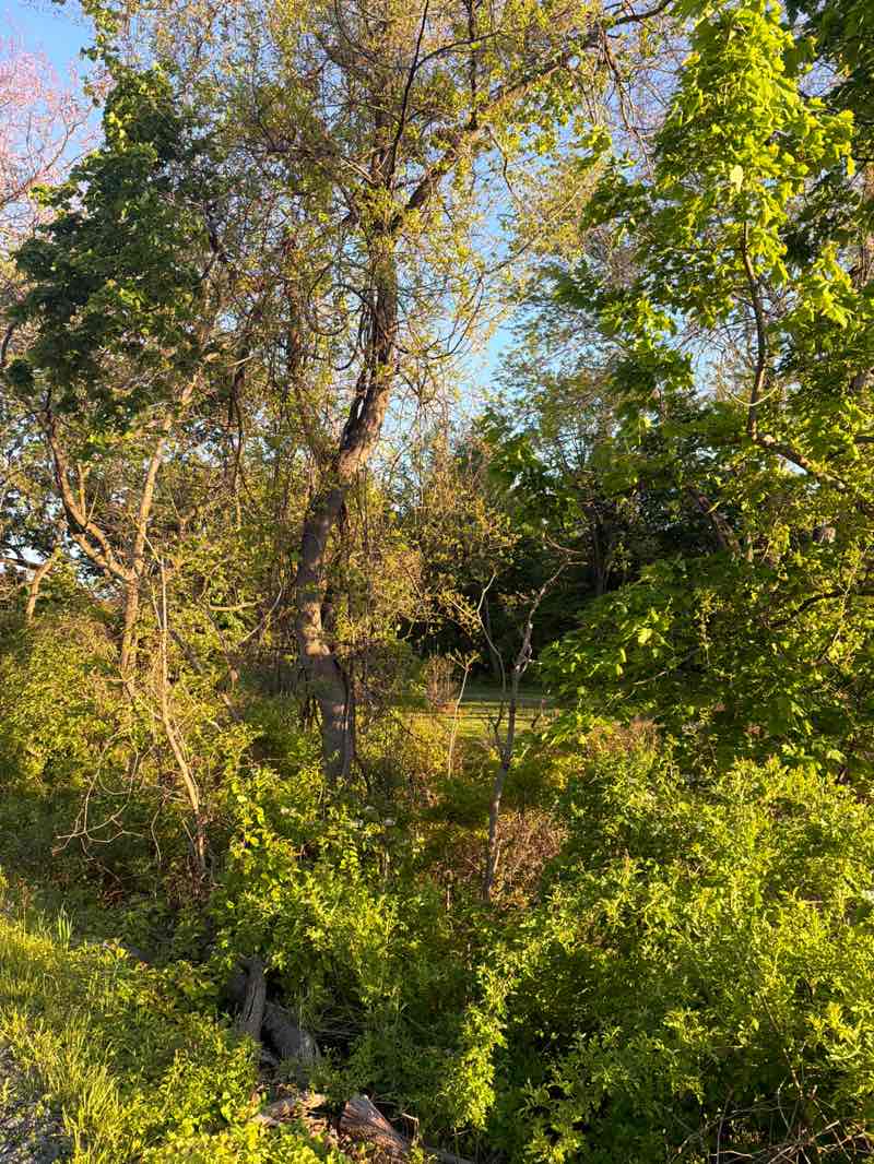walking near me in Friends of Radnor Trail Park in spring