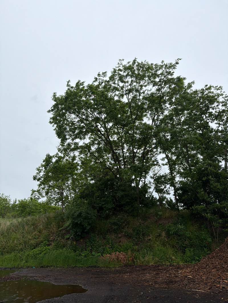 walking near me in Heuser Park in summer