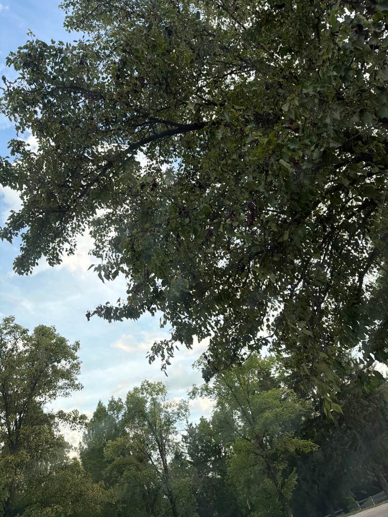 walking near me in Hilltop Park in summer
