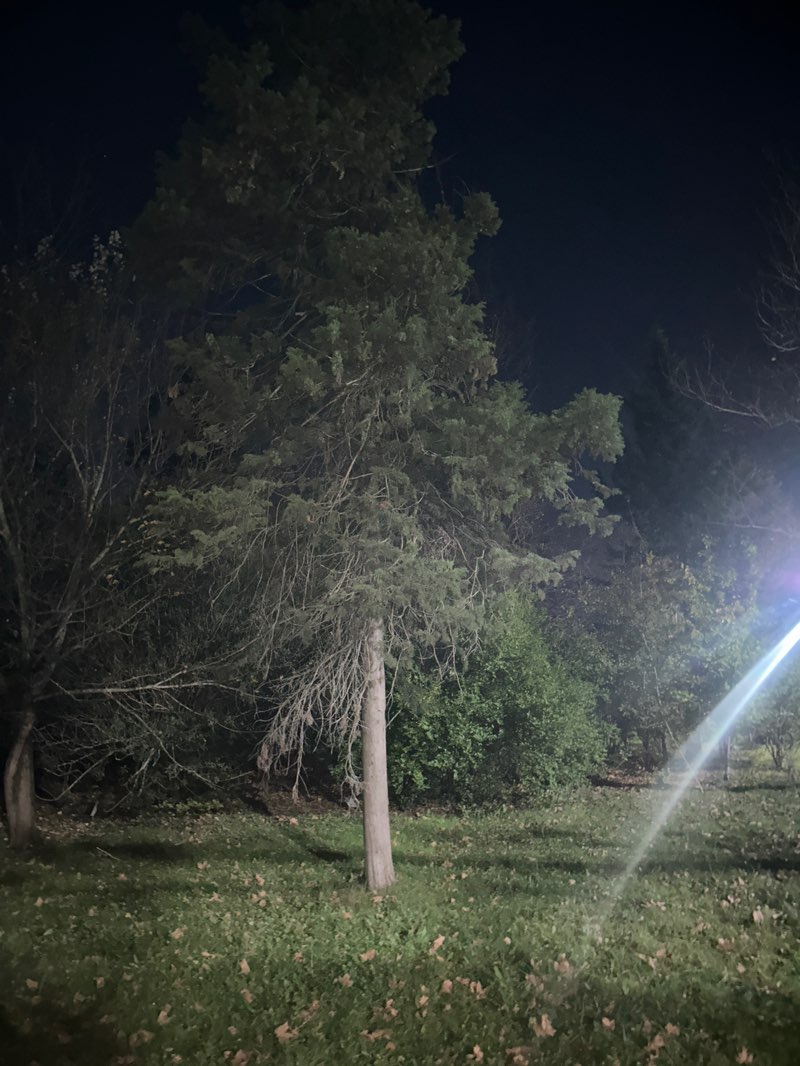 walking near me in Kharazov Park in autumn