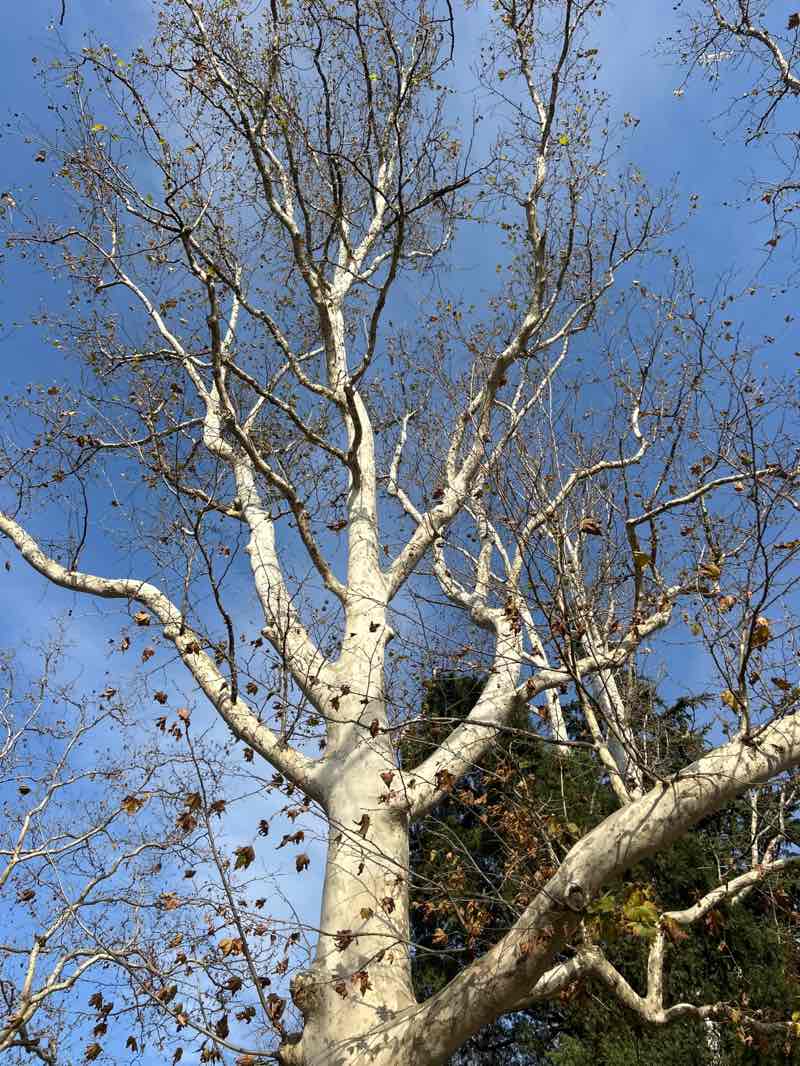 walking near me in Park of Glory in autumn