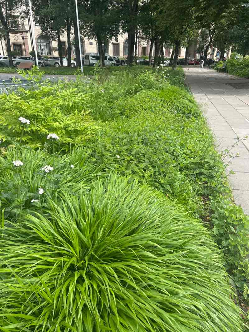 walking near me in Washington square in summer