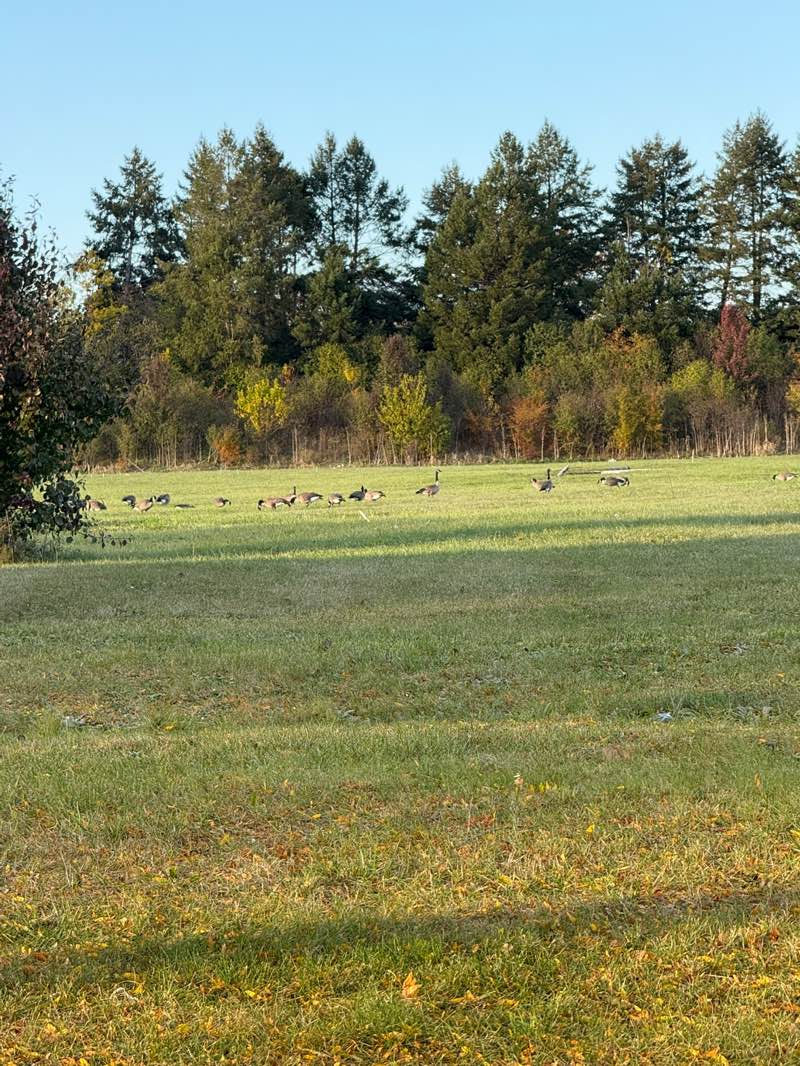 walking near me in Barrington Club Park in autumn