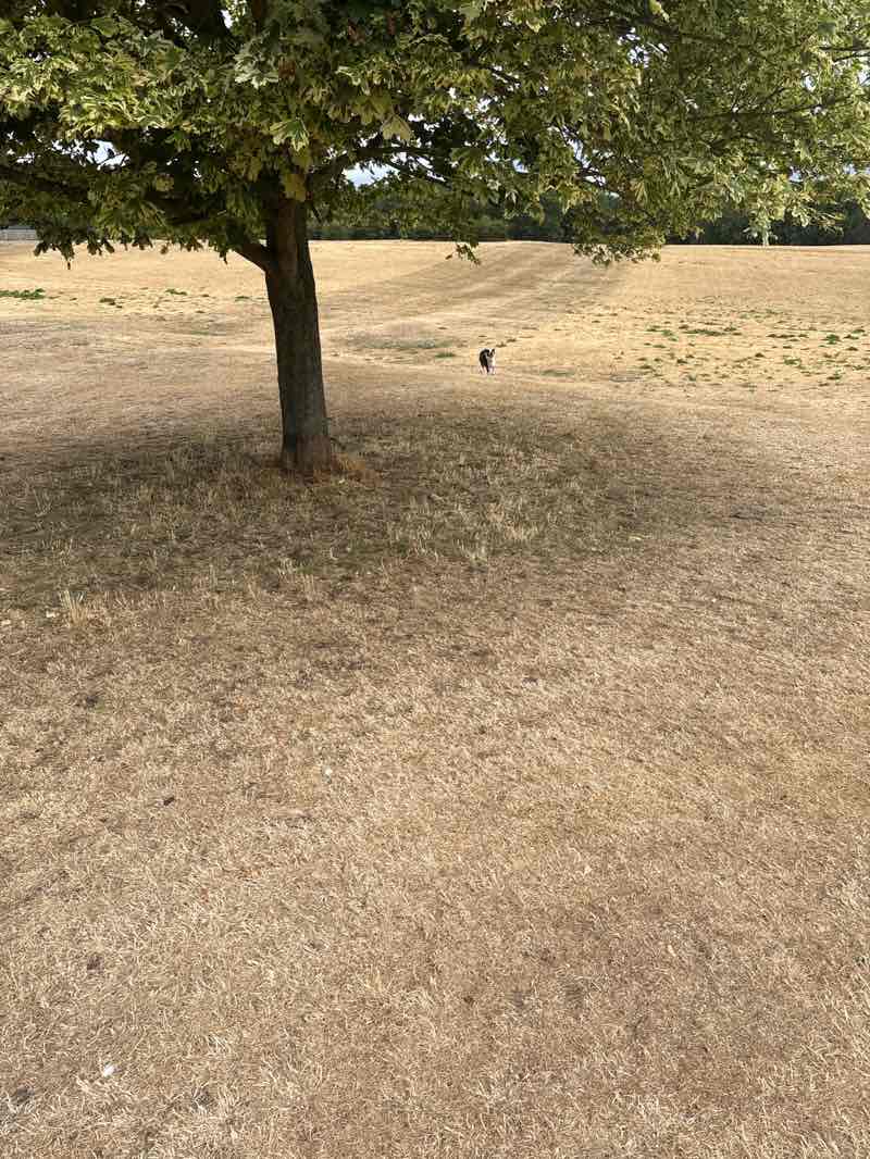 walking near me in Cherry Orchard in summer