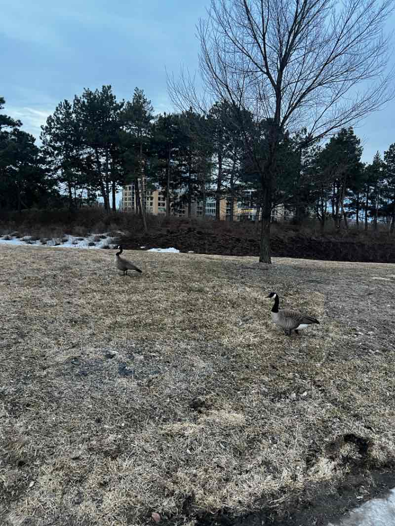 walking near me in Parliament Hill in spring