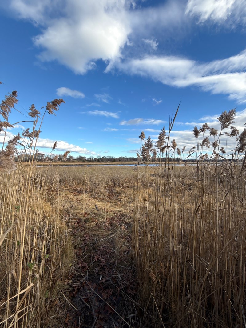 walking near me in Osamequin Woods in autumn