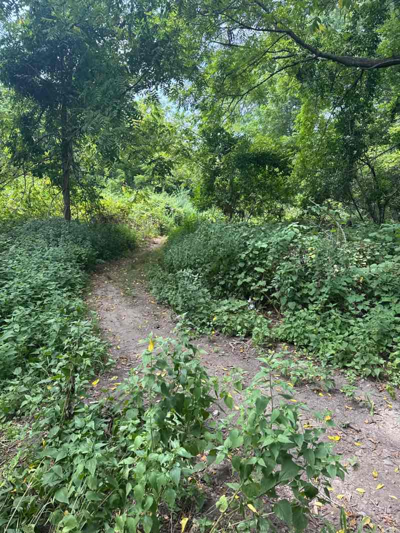 walking near me in 8 Track in autumn