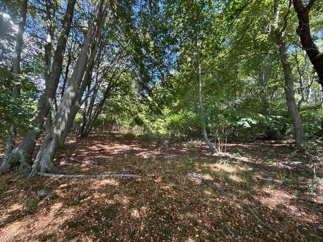 walking near me in Paull Park in autumn