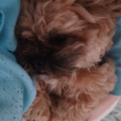 Rosie post 2