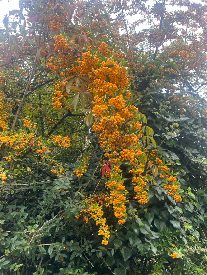 walking near me in Grieser Spitz in autumn