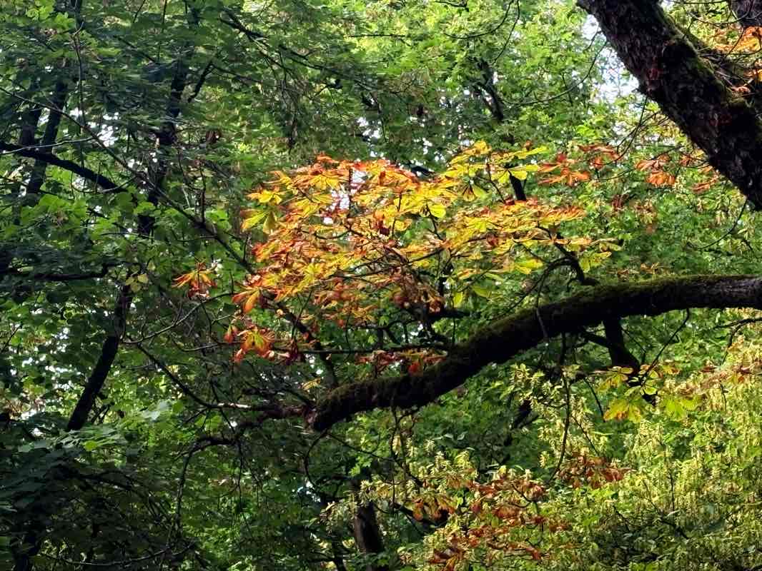 walking near me in Fürst-Anselm-Park in autumn