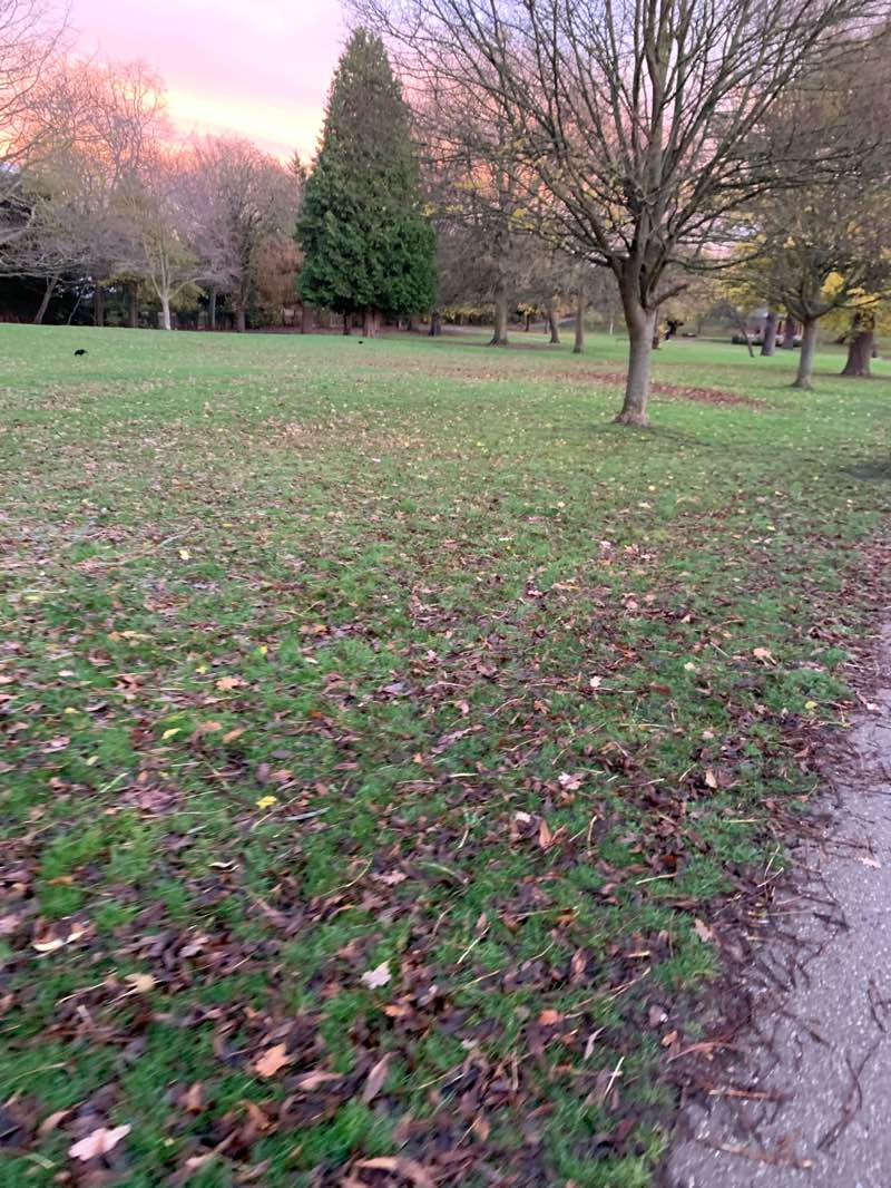 walking near me in Raphael Park in autumn